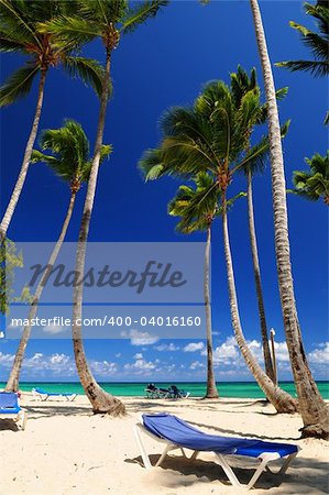 Sandy beach on Caribbean resort with tall palm trees