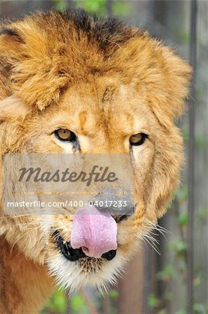 Old male Lion Head Portrait licking his nose with his tongue