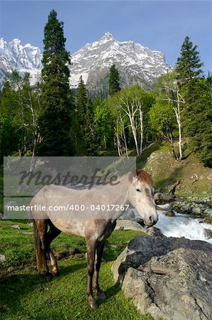 A horse in the mountain ranges of the Himalayas in Kashmir, India.