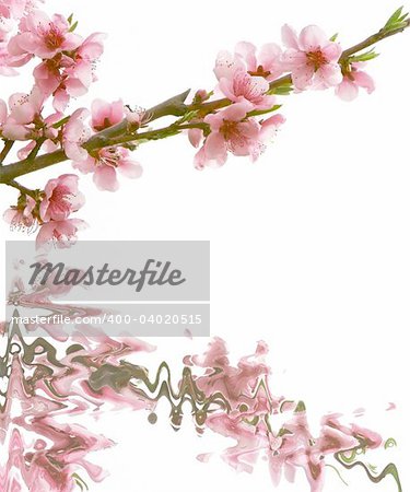 peach branch with flowers over white