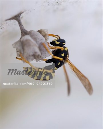 A wasp perched on a new hive.