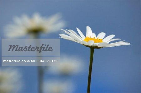 Summer wild daisies over blue sky