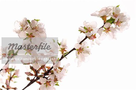 Branch with pink cherry blossoms isolated on white background