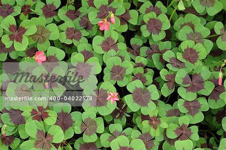 Field of four leaf clover