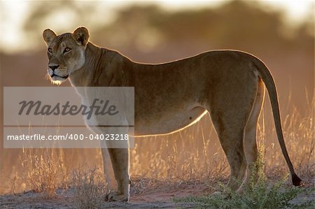 Backlit lioness (Panthera leo), Kalahari, South Africa