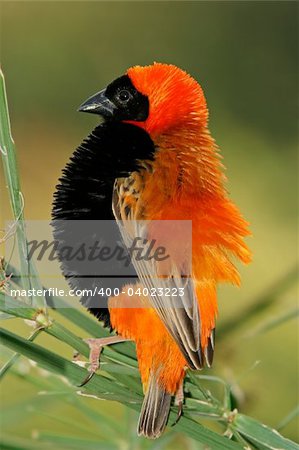 Male red bishop bird (Euplectes orix) displaying with puffed feathers, South Africa