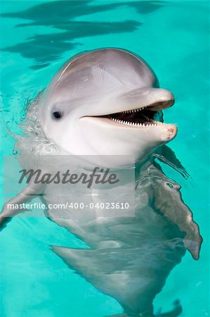 bottlenose dolphin smiling at camera