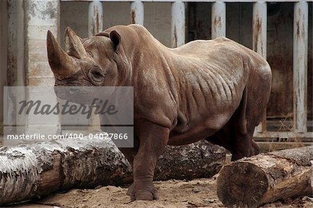 Rhinoceros in the zoo in Tallinn Estonia