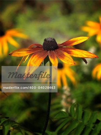 Flower Head Close Up On Floral Out Of Focus Background