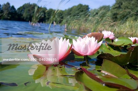 Beautiful pink water lily (lotus)