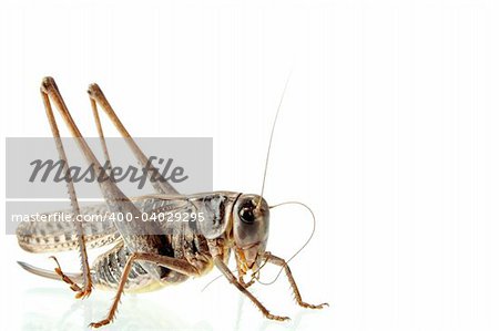 Photographing of a large locust in studio conditions