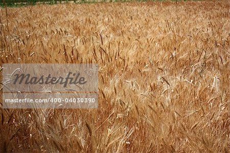 Wheat field