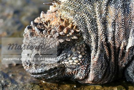 Extreme closeup of a marine iguana on the Galapagos Islands