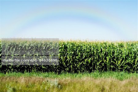 A lush corn field with a rainbow in the sky