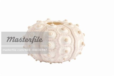 Pink sea-urchin isolated on white background