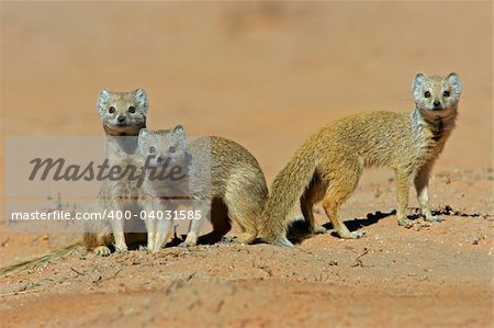 A family of yellow mongooses (Cynictus penicillata), Kalahari desert, South Africa