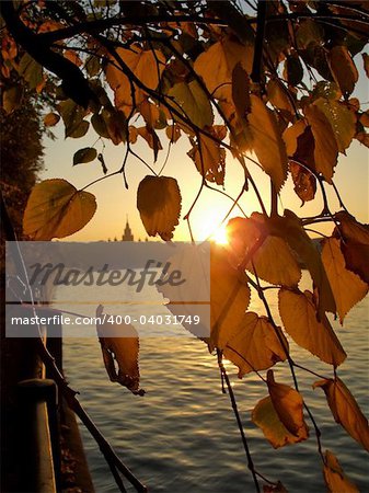 Gold autumn leaves. Sun is visible through leaves. Sunset.