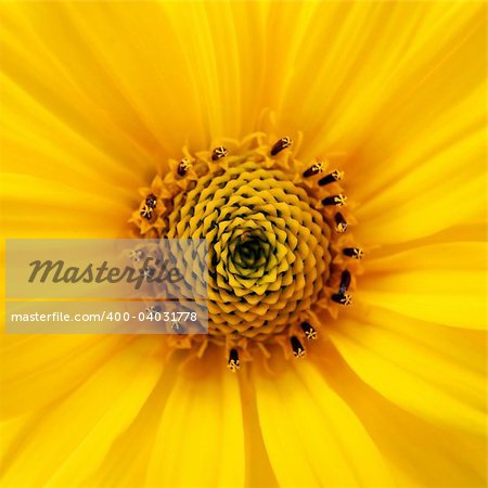 A photography of a big yellow flower