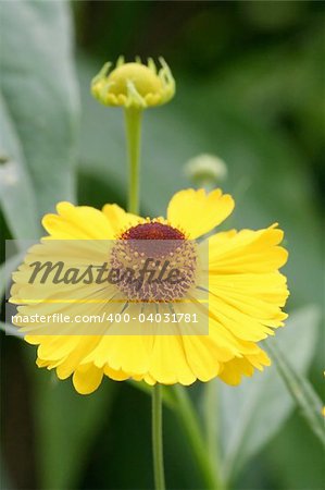A photography of a special yellow flower