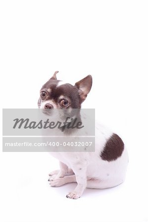 my sweet chihuahua on the white background