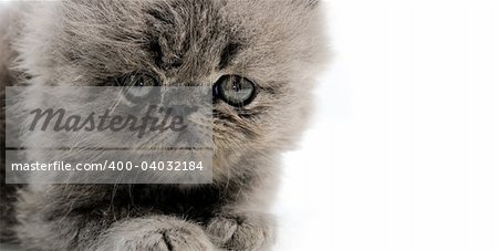 Detail of the face from small persian cat isolated