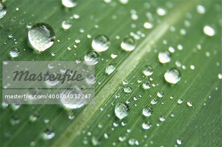 water drops on the leaf (abstract background)