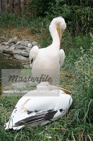 Great white pelican (Pelecanus onocrotalus) swimming