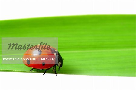 ladybug on grass isolated on white