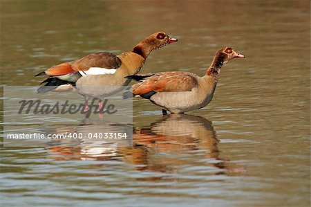 A pair of Egyptian geese (Alopochen aegyptiacus) standing in water, Kruger National Park, South Africa