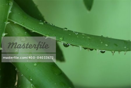 Aloe with water drops on a green background