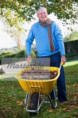 Senior man collecting autumn leaves in wheelbarrow