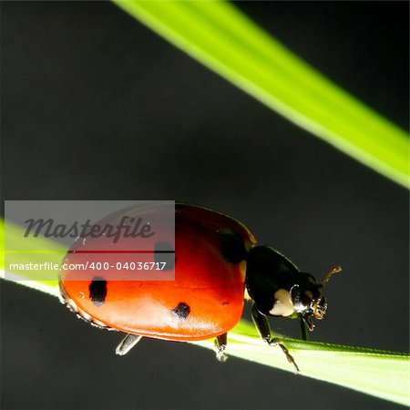 ladybug on grass black background