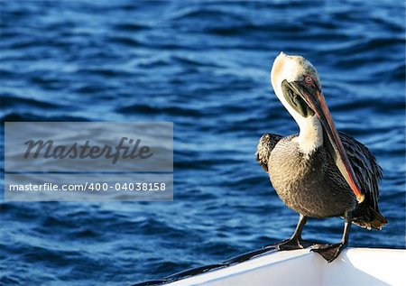 A beautiful pelican sitting on the side of aboat