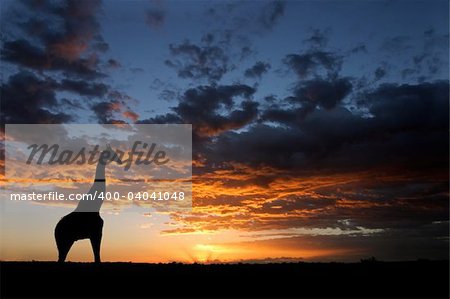 A giraffe silhouetted against a dramatic sunset with clouds, Kalahari desert, South Africa