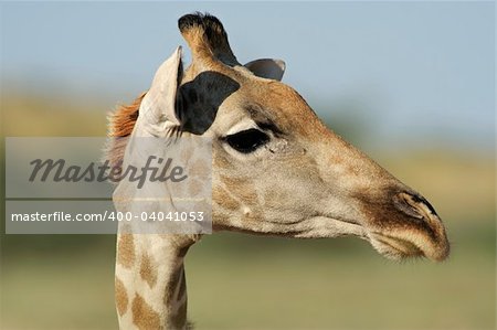 Close-up portrait of a giraffe (Giraffa camelopardalis), Kalahari desert, South Africa