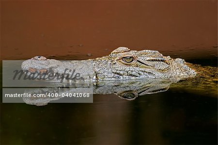 Portrait of a nile crocodile (Crocodylus niloticus) in water with reflection, South Africa