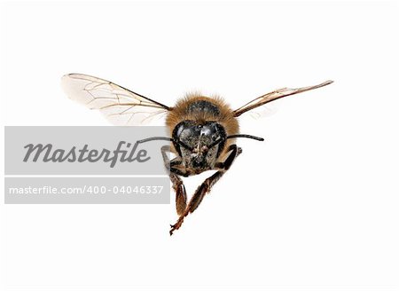 Honey Bee Looking Right At You With Extreme Detail on White Background