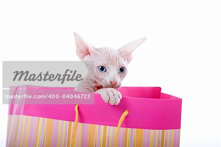 Cute adorable sphinx kitten in a playful mode