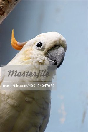 Citron-crested cockatoo (Cacatua sulphurea citrinocristata)