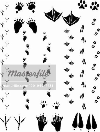 Paw prints and tracks of six different animals. Top Row Left to right: Black Bear, Seagull, Cat. Bottom Row: Crow, Beaver, Black Tailed Deer    Vectors are all clean objects easy to color or add background. All non-black areas are transparent in vector file.