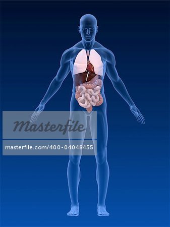 3d rendered anatomy illustration of a human body shape with organs