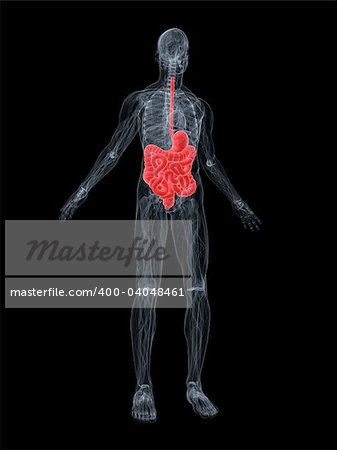 3d rendered anatomy illustration of a human body shape with digestive system