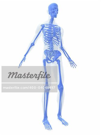 3d rendered anatomy illustration of a human body shape with skeletal system