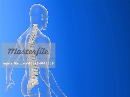 3d rendered anatomy illustration of a human body shape with spine
