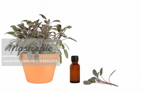 Sage herb growing in a terracotta pot with leaf sprig and  brown glass aromatherapy essential oil bottle. Over white background.