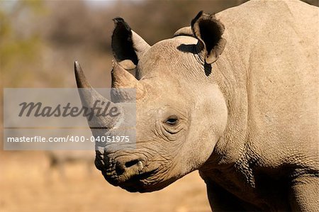 Portrait of a black (hooked-lipped) rhinoceros (Diceros bicornis), South Africa