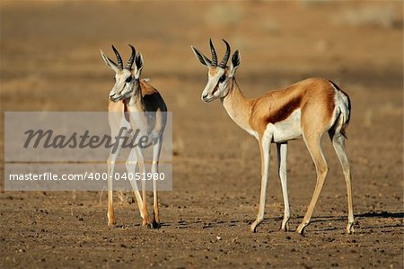 Two springbok antelopes (Antidorcas marsupialis), Kalahari desert, South Africa