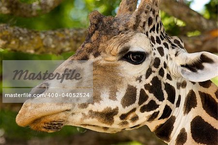 African Giraffe's head while eating from a tree