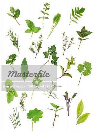 Herb leaf selection of parsley, lavender, sage, bay, mint, oregano, valerian, (vallium substitute) thyme, ladies mantle, spearmint, rosemary; chives, lemon balm; comfrey, basil. Over white background.