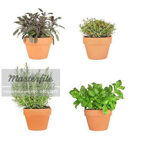 Rosemary, basil, purple sage and silver thyme herbs growing in terracotta pots over white background. From bottom right to top left.